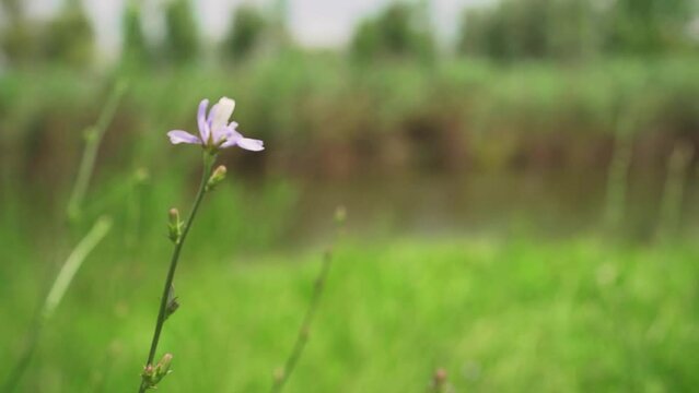 Close up view of a small lilac flower fluttering in the wind near lake