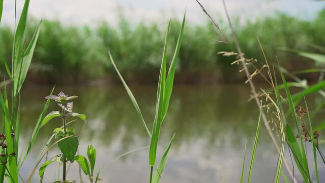 Close up of grass gently fluttering in the wind at the shore of a lake