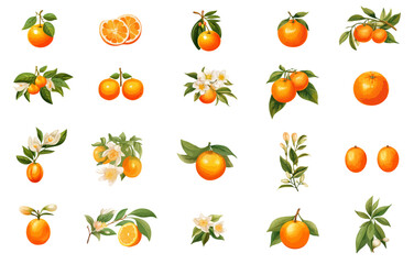 Vektorsammlung von Orangen.
