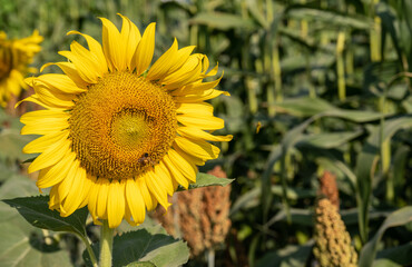 Sunflower growing in the farm. Sunflowers are the very embodiment of summer.