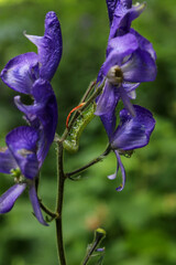 Purple flower caterpillar