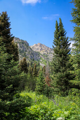 Teton National Park Views