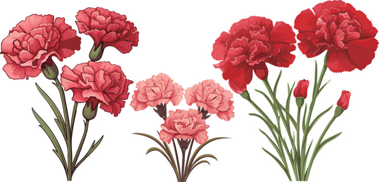 Carnations vector illustration