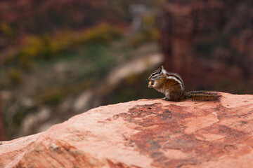 Naklejka na ściany i meble Wild Chipmunk Eating a Nut at Zion National Park
