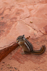 Wild Chipmunk Eating a Nut at Zion National Park