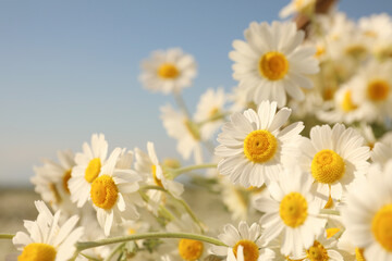 Beautiful blooming chamomiles outdoors on sunny day, closeup