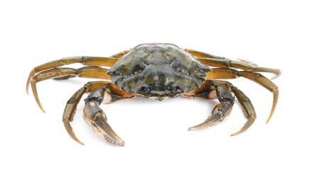 One fresh raw crab isolated on white