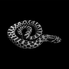 Hognose snake hand drawing vector isolated on black background.