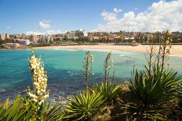 Yucca flowers with people swimming in the sea and sunbathing on the beach, Coogee, Sydney, New...