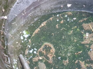 Abandoned dirty water bucket as mosquito breeeding site full of larvae, environmental issue