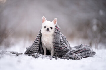 Biały piesek rasy chihuahua przykryty szalikiem siedzi na śniegu 
