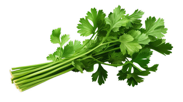 Cilantro Bunch Isolated on White Background