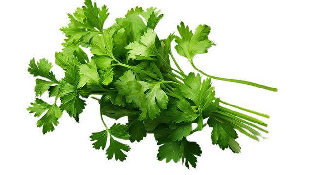 Coriander Leaves and Seeds Isolated on Transparent Background