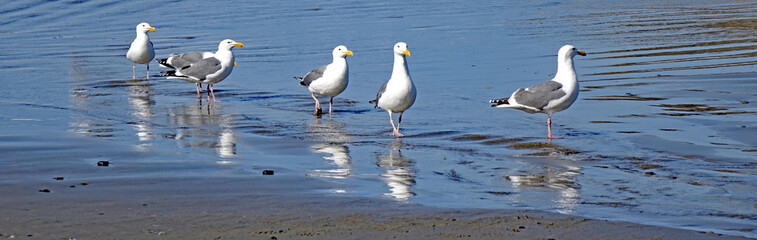 Fototapeta premium Sea Gulls in formation walking on the beach