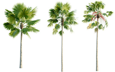 Obraz premium Saribus rotundifolius 4k png