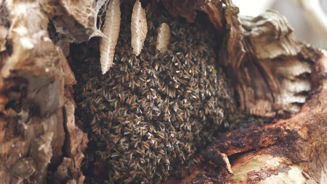 bee hive in a red gum tree hollow on a farm in australia. native bee hive