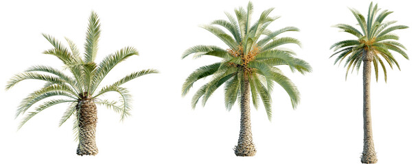 Phoenix canariensis 4k png © DH Tree Stock