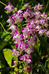 flowers at Nong Nooch Tropical Botanical Garden, Thailand.