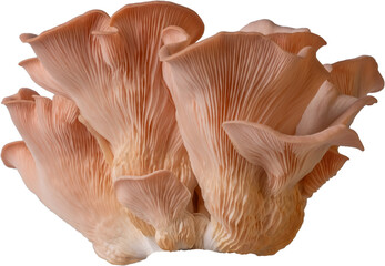isolated oyster mushroom cutout on transparent background.