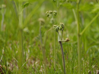 山菜　ワラビの若芽