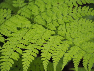 シダ植物　ワラビの葉