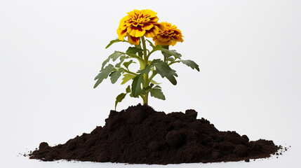 a vibrant marigold seedling in a mound of dark loam, its roots just visible against white backdrop