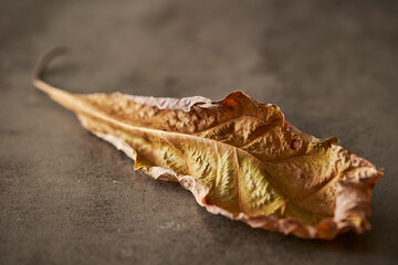 Dried leaves on gray background	