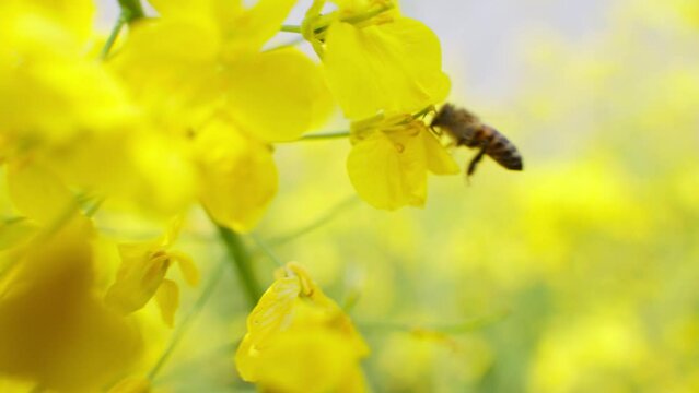 bee on yellow flower