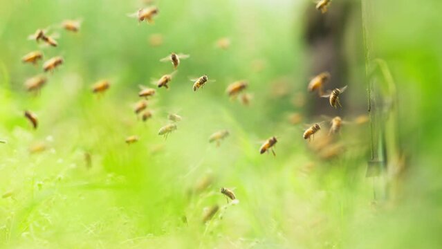 Swarm of honey bees flying in spring field