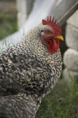 rooster in the farm