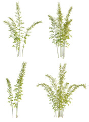 Phyllostachys bambusoides 4k png