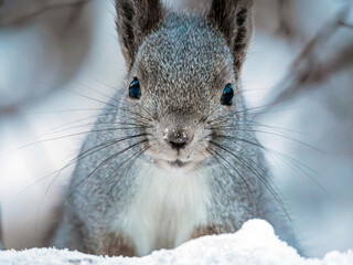 Close-up portrait of a squirrel. Squirrel on the snow in the winter forest.
