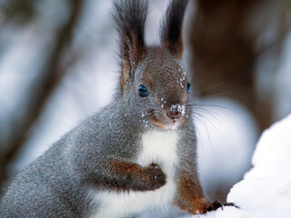 Close-up portrait of a squirrel. Squirrel on the snow in the winter forest.