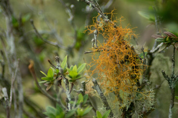 flower, nature, orange, plant, yellow, garden, leaf, rose, red, flora, blossom, bloom, summer, spring, macro, beauty, flowers, lily, closeup, color, isolated, petal, floral, pink, bright