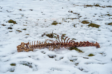 Deer skeleton left behind by wolves and other predators in snow