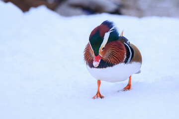 Wild Mandarin duck walking in the snow in Tartu, Estonia