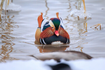 Mandarin duck swimming in icy water in Tartu, Estonia