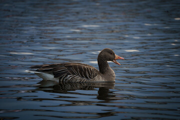 Graugans auf der Alster, Jungfernstieg