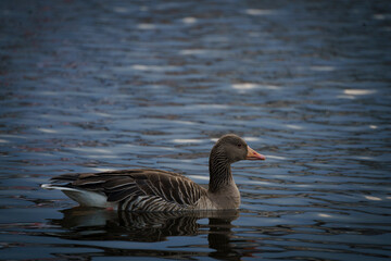 Graugans auf der Alster, Jungfernstieg