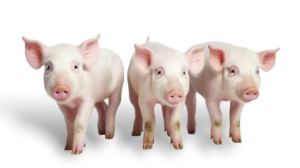 Fotobehang Front view, three cute pink piglets standing side by side, facing the camera. isolated on transparent background.  © Naige