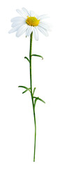 데이지 꽃