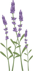 Lavender flower graphic vector illustration. Suitable for use on women's and children's t-shirts.