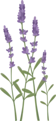 Deurstickers Lavender flower graphic vector illustration. Suitable for use on women's and children's t-shirts. © Cak