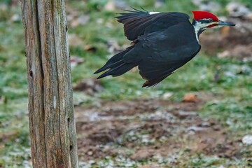 Pileated Woodpecker taking flight off a tree