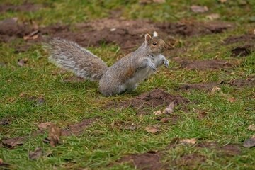 squirrel in the park