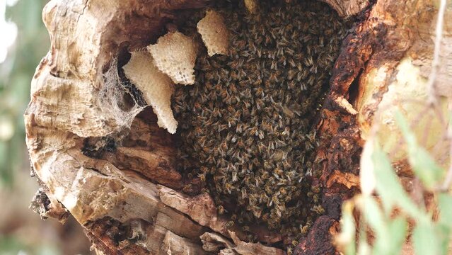bee hive in a red gum tree hollow on a farm in australia. native bee hive