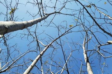 Landscape the big tree with nature background