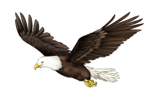 Illustration of flying bald eagle isolated 