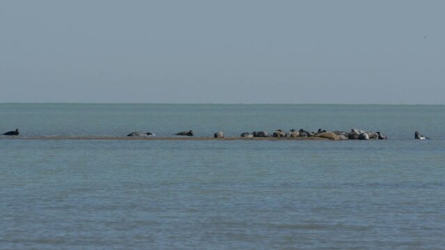 Caspian seal (Pusa Caspica) on the rookery in the Northern part of the Caspian sea