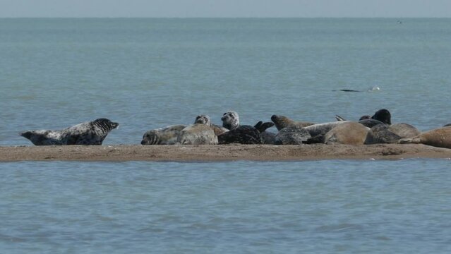 Caspian seal (Pusa Caspica) on the rookery in the Northern part of the Caspian sea